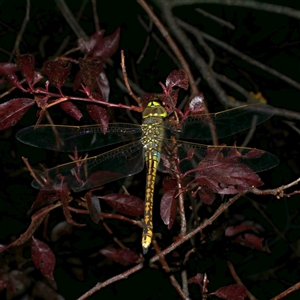 Hemianax papuensis at Freshwater Creek, VIC by WendyEM