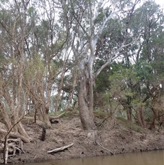 Unidentified Gum Tree at Callandoon, QLD - 31 Jul 2022 by MB