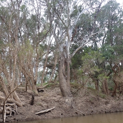 Unidentified Gum Tree at Callandoon, QLD - 31 Jul 2022 by MB