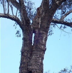 Unidentified Gum Tree at Boggabilla, NSW - 31 Jul 2022 by MB