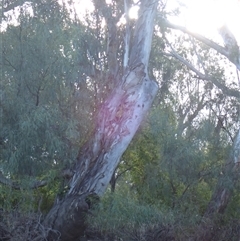 Unidentified Gum Tree at Boggabilla, NSW - 31 Jul 2022 by MB