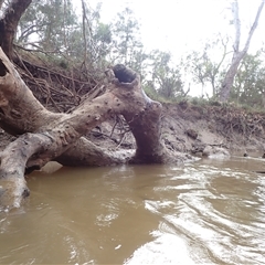 Unidentified Gum Tree at Toobeah, QLD - 2 Aug 2022 by MB