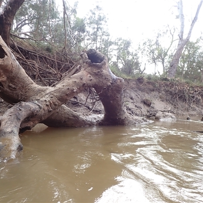 Unidentified Gum Tree at Toobeah, QLD - 2 Aug 2022 by MB