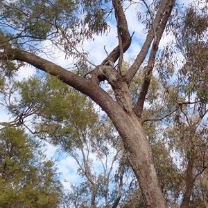 Unidentified Gum Tree at Boomi, NSW by MB