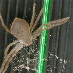 Isopedella pessleri (A huntsman spider) at Hall, ACT - 18 Oct 2024 by Anna123