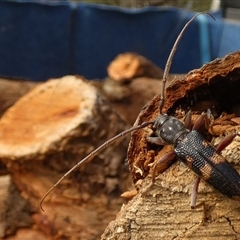 Phoracantha punctata (Longhorn beetle) at Borough, NSW - 16 Oct 2024 by Paul4K