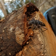 Phoracantha punctata at suppressed - 16 Oct 2024