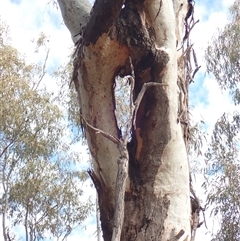 Unidentified Gum Tree at Boomi, NSW - 4 Aug 2022 by MB