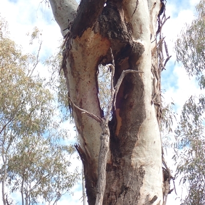 Unverified Gum Tree by MB