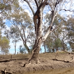 Eucalyptus (genus) at Boomi, NSW - suppressed