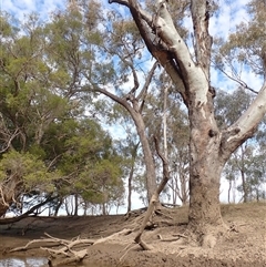 Eucalyptus (genus) at Boomi, NSW - suppressed