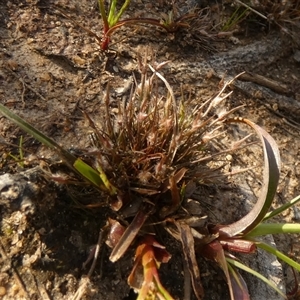 Centrolepis fascicularis at suppressed - suppressed