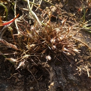 Centrolepis fascicularis at suppressed - suppressed