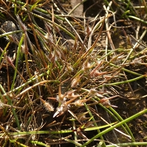 Centrolepis fascicularis at suppressed - suppressed