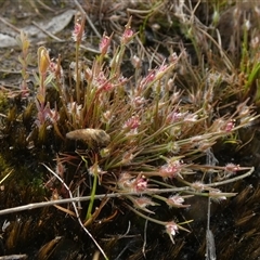 Centrolepis fascicularis at suppressed - suppressed