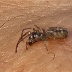 Unverified Other hunting spider by Paul4K
