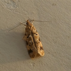 Opsitycha squalidella at Borough, NSW - suppressed