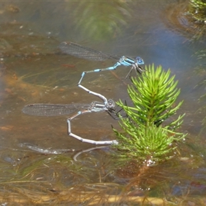 Austrolestes leda at Borough, NSW - suppressed