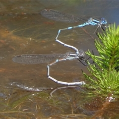 Austrolestes leda at Borough, NSW - suppressed