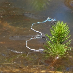 Austrolestes leda at Borough, NSW - suppressed