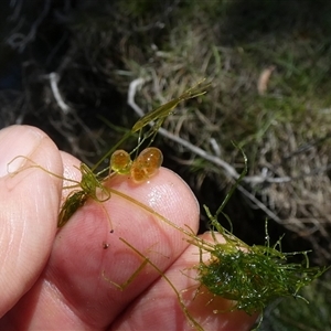 Chara sp. (genus) at suppressed - suppressed