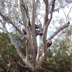 Unidentified Gum Tree at Toobeah, QLD - 4 Aug 2022 by MB