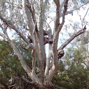 Eucalyptus (genus) at Toobeah, QLD - suppressed