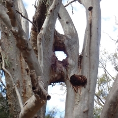 Eucalyptus (genus) at Toobeah, QLD - suppressed