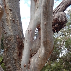 Eucalyptus (genus) at Toobeah, QLD - suppressed