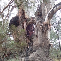 Eucalyptus sp. (A Gum Tree) at Talwood, QLD - 5 Aug 2022 by MB