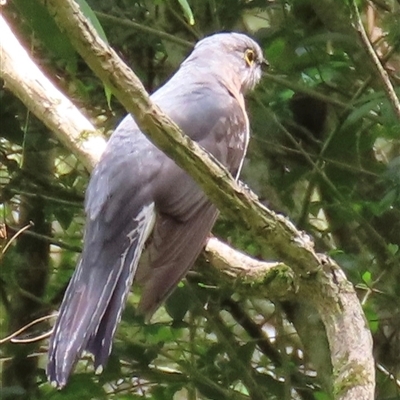 Cacomantis flabelliformis (Fan-tailed Cuckoo) at Kangaroo Valley, NSW - 17 Oct 2024 by lbradley