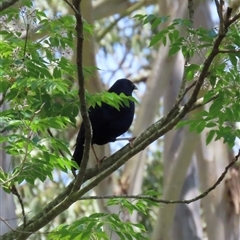 Ptilonorhynchus violaceus (Satin Bowerbird) at Kangaroo Valley, NSW - 17 Oct 2024 by lbradley