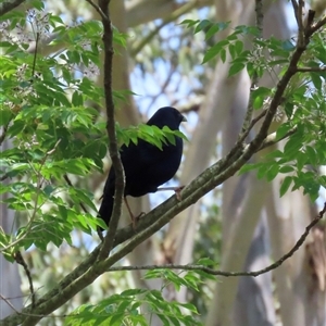 Ptilonorhynchus violaceus at Kangaroo Valley, NSW - suppressed