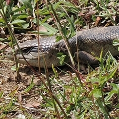 Tiliqua scincoides scincoides (Eastern Blue-tongue) at Kangaroo Valley, NSW - 18 Oct 2024 by lbradley