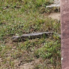 Tiliqua scincoides scincoides at Kangaroo Valley, NSW - 18 Oct 2024 10:58 AM