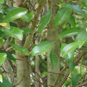 Myrsine howittiana at Kangaroo Valley, NSW - suppressed