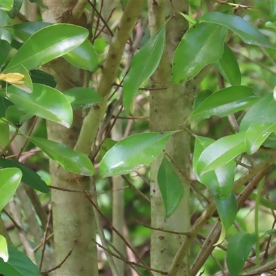 Myrsine howittiana (Brush Muttonwood) at Kangaroo Valley, NSW - 18 Oct 2024 by lbradley