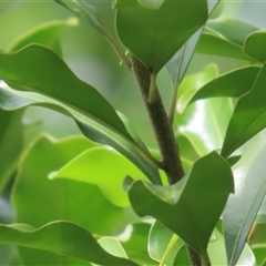 Myrsine howittiana at Kangaroo Valley, NSW - suppressed