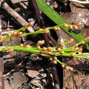 Baloskion tetraphyllum subsp. meiostachyum at Kungala, NSW - 18 Oct 2024 01:45 PM
