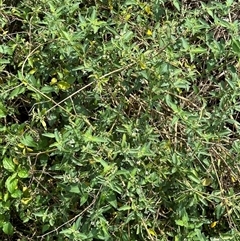 Solanum chenopodioides (Whitetip Nightshade) at Kangaroo Valley, NSW - 18 Oct 2024 by lbradley
