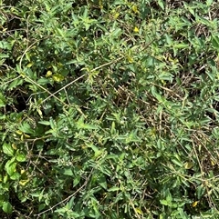 Solanum chenopodioides at Kangaroo Valley, NSW - 18 Oct 2024 by lbradley