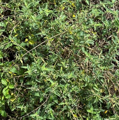 Solanum chenopodioides (Whitetip Nightshade) at Kangaroo Valley, NSW - 18 Oct 2024 by lbradley