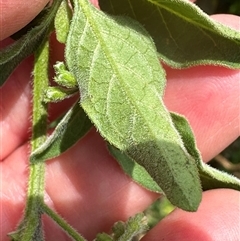 Solanum chenopodioides at Kangaroo Valley, NSW - 18 Oct 2024 12:24 PM