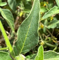 Solanum chenopodioides at Kangaroo Valley, NSW - 18 Oct 2024 12:24 PM