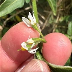 Solanum chenopodioides at Kangaroo Valley, NSW - 18 Oct 2024 12:24 PM
