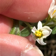 Solanum chenopodioides at Kangaroo Valley, NSW - 18 Oct 2024 12:24 PM