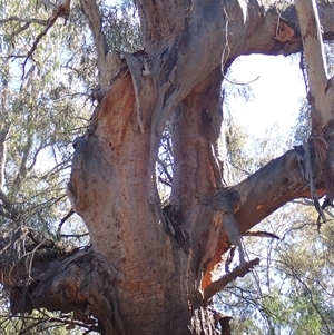 Eucalyptus sp. at Talwood, QLD - suppressed