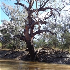 Eucalyptus sp. at Talwood, QLD - suppressed