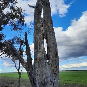 Eucalyptus sp. (A Gum Tree) at Mungindi, NSW by MB