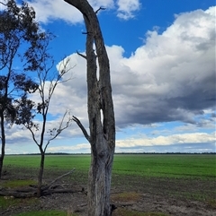 Eucalyptus (genus) at Mungindi, NSW - suppressed